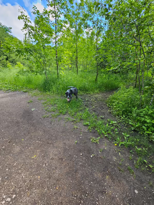 Susan E. Lurton Nature Park and Off Leash Dog Park